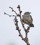 Cactus Wren 4229